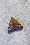 Pyrausta purpuralis