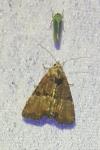 Mesoligia furuncula