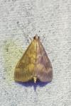 Ostrinia nubilalis
