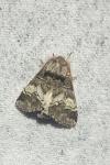 Drymonia querna
