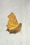 Ennomos erosaria