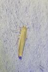 Eilema caniola
