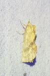 Pterostoma palpina