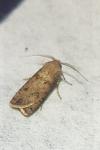 Agrotis segetum