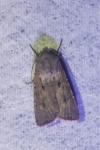 Agrotis trux