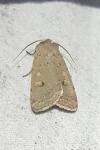 Xestia castanea