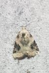 Pseudeustrotia candidula