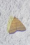 Herminia tarsipennalis