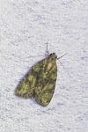 Cryphia algae