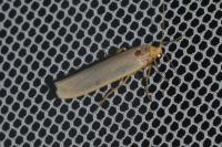 Eilema caniola
