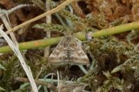 Pyrausta despicata