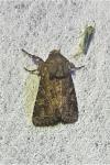Luperina testacea