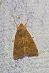 Cirrhia ocellaris