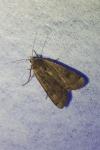 Noctua pronuba