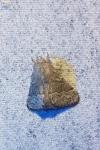 Trichiura crataegi
