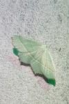 Campaea margaritaria