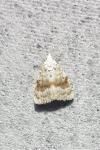 Meganola albula