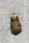 Agrotis puta