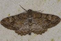 Alcis repandata
