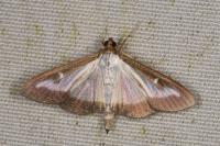 Cydalima perspectalis