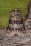 Cymatophorina diluta