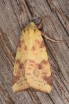 Cirrhia icteritia