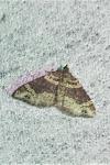 Xanthorhoe spadicearia/ferrugata