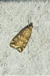 Loxostege sticticalis