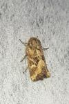 Luperina dumerilii