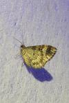 Epirrhoe alternata