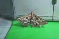 Diasemia reticularis