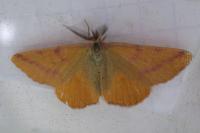 Lythria purpuraria