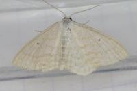 Scopula immutata