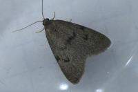 Apaidia mesogona
