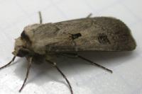 Agrotis exclamationis exclamationis