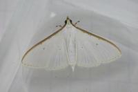Palpita vitrealis