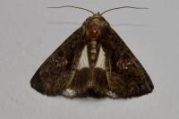 Aedia leucomelas
