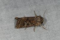 Luperina dumerilii