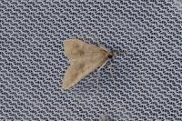 Mecyna asinalis