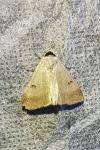 Lygephila craccae