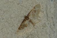 Idaea rusticata