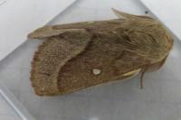 Lasiocampa trifolii trifolii