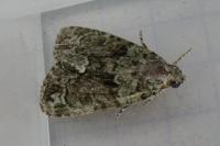 Cryphia algae