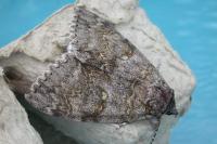 Catocala fraxini