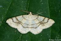 Adactylotis contaminaria