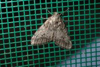 Tephronia sepiaria