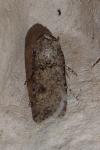 Agrotis segetum