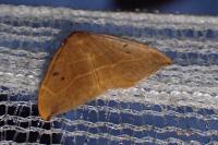 Watsonalla binaria
