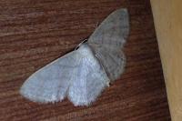 Idaea subsericeata