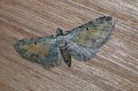Eupithecia icterata
